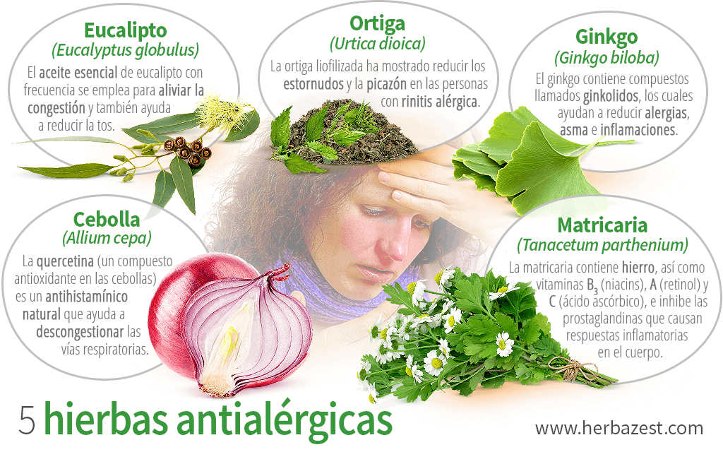 Arriba 60 Imagen Receta De Plantas Medicinales Para La Tos Abzlocal Mx