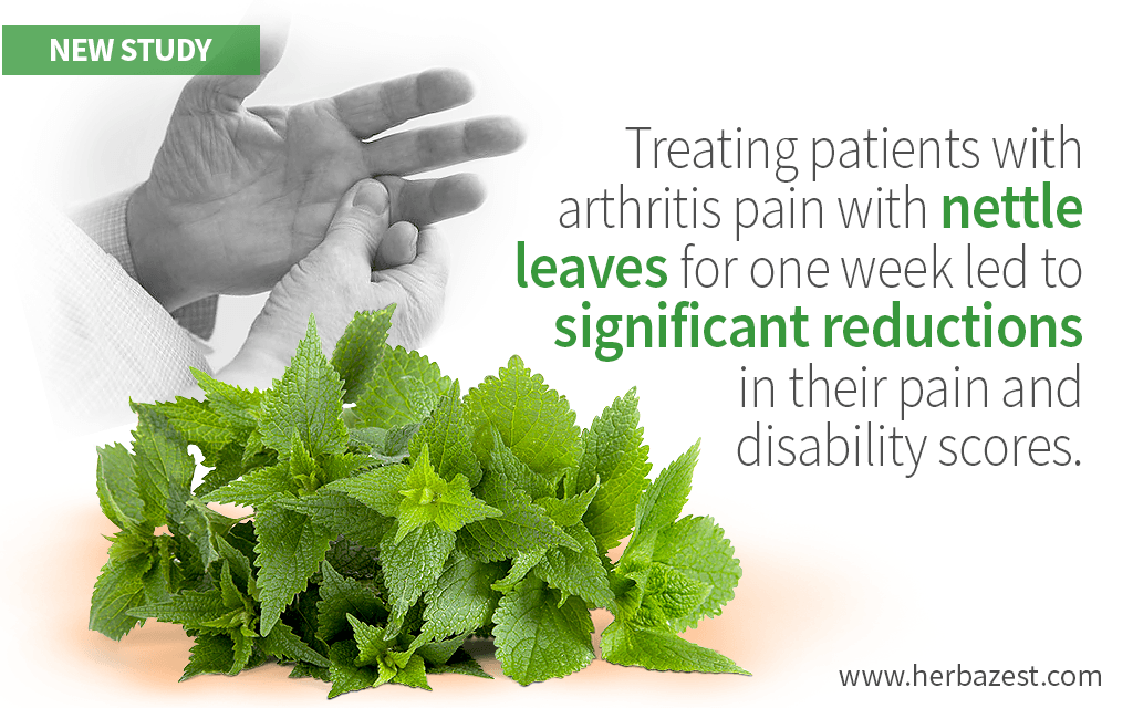 Nettle Can Significantly Reduce Arthritis Pain, Study Finds