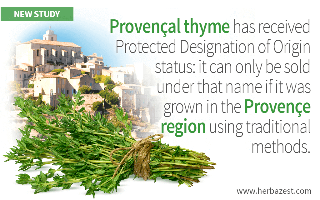 Provençal thyme has received Protected Designation of Origin status.