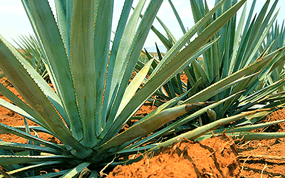 Agave May Offer Natural Support for Digestive Wellness