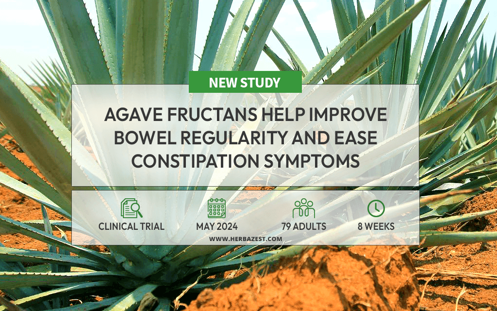 Agave May Offer Natural Support for Digestive Wellness