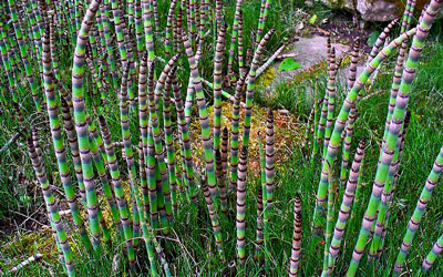 Growing Horsetail