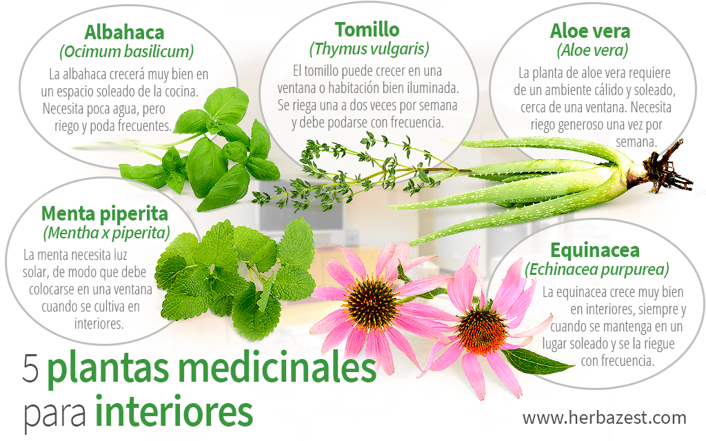 entrada Sucio Desviarse 5 plantas medicinales para interiores | HerbaZest