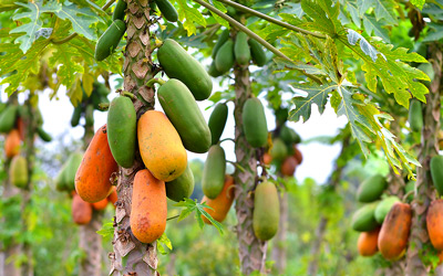 Growing Papaya