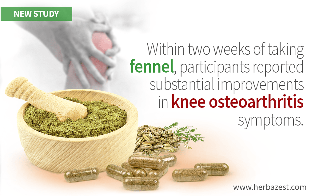 Study Shows Fennel's Benefits for Treating Knee Osteoarthritis