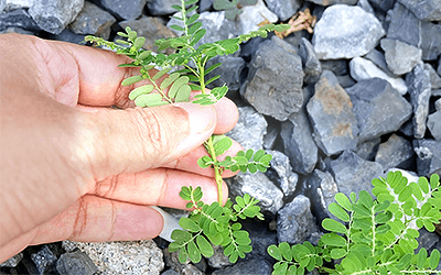 Researchers Evaluate Stonebreaker's Immunity-Boosting Effects