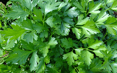 Las aplicaciones tópicas de perejil ayudan a reducir el melasma