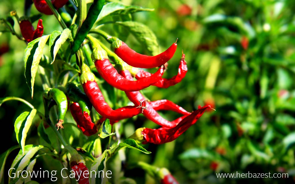 Growing Cayenne