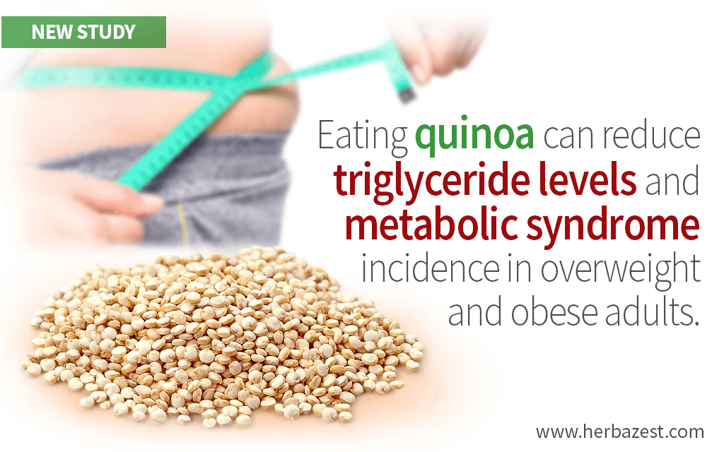 Obese and Overweight Adults Can lower Triglyceride Levels with Quinoa
