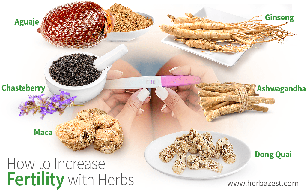 How to Increase Fertility with Herbs