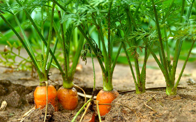 Growing Carrots