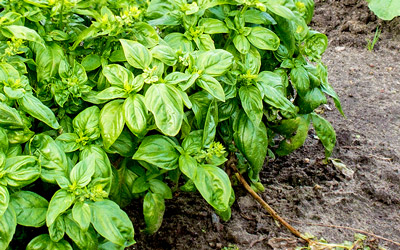 Growing Basil