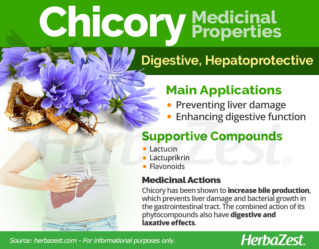 Chicory Medicinal Properties