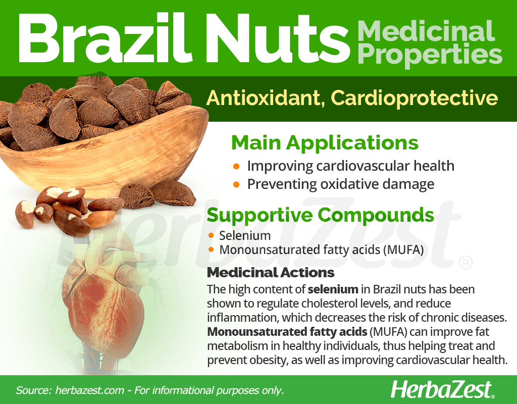 Brazil Nuts Medicinal Properties