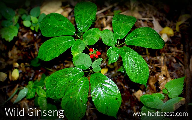 Wild Ginseng