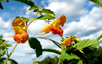 Growing Jewelweed