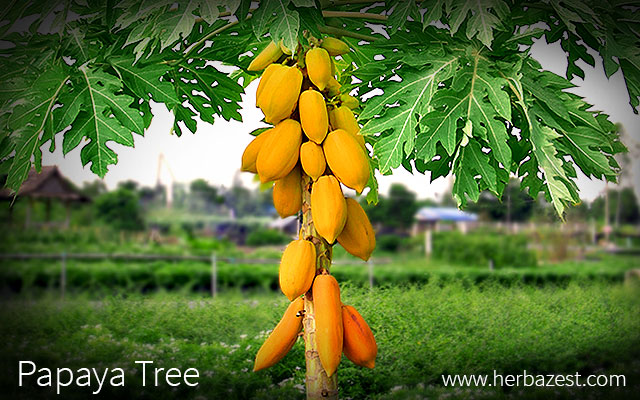 Papaya Tree