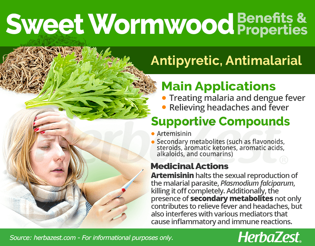 Sweet Wormwood Benefits and Properties