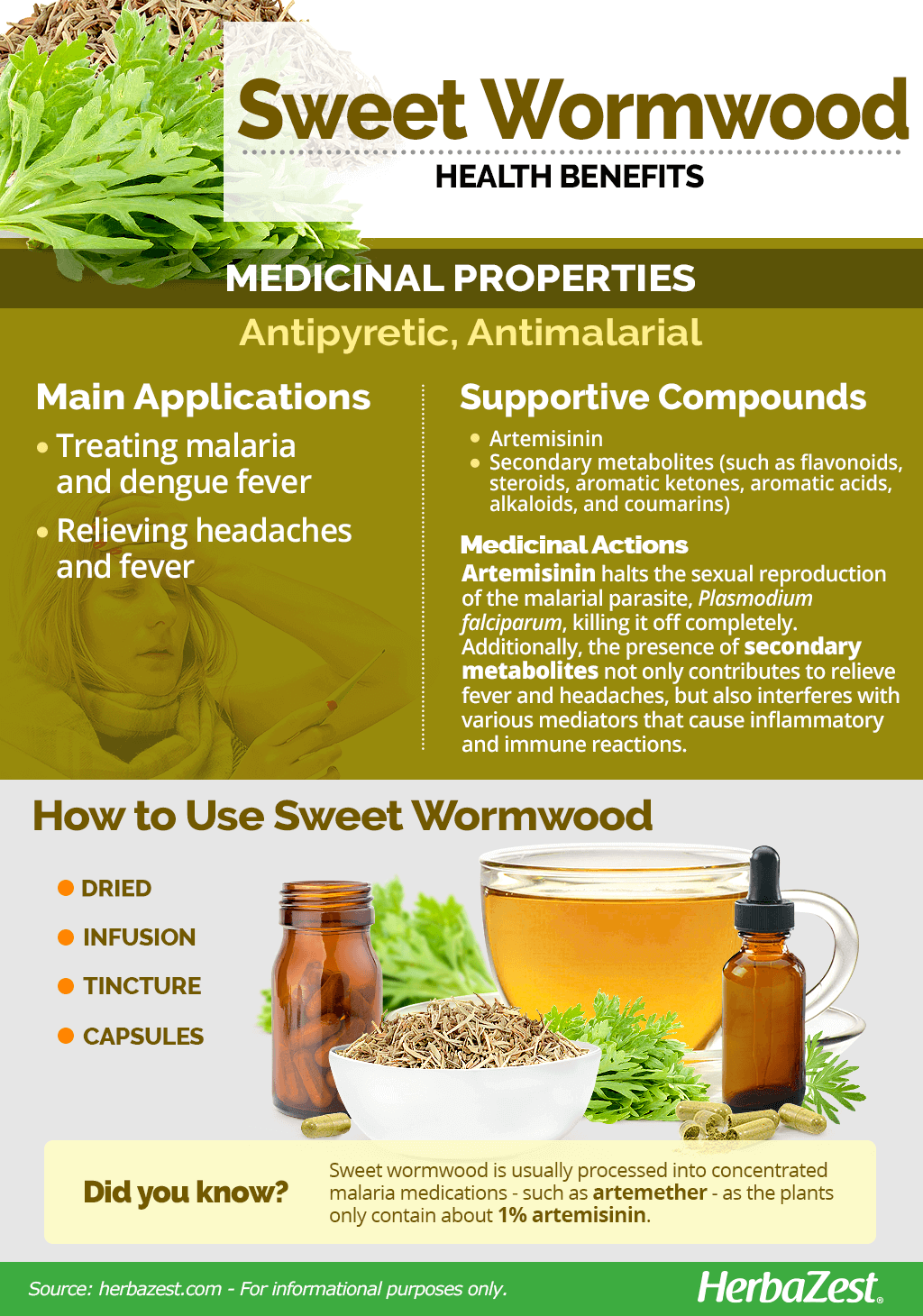 All About Sweet Wormwood