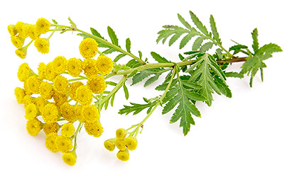 Tansy