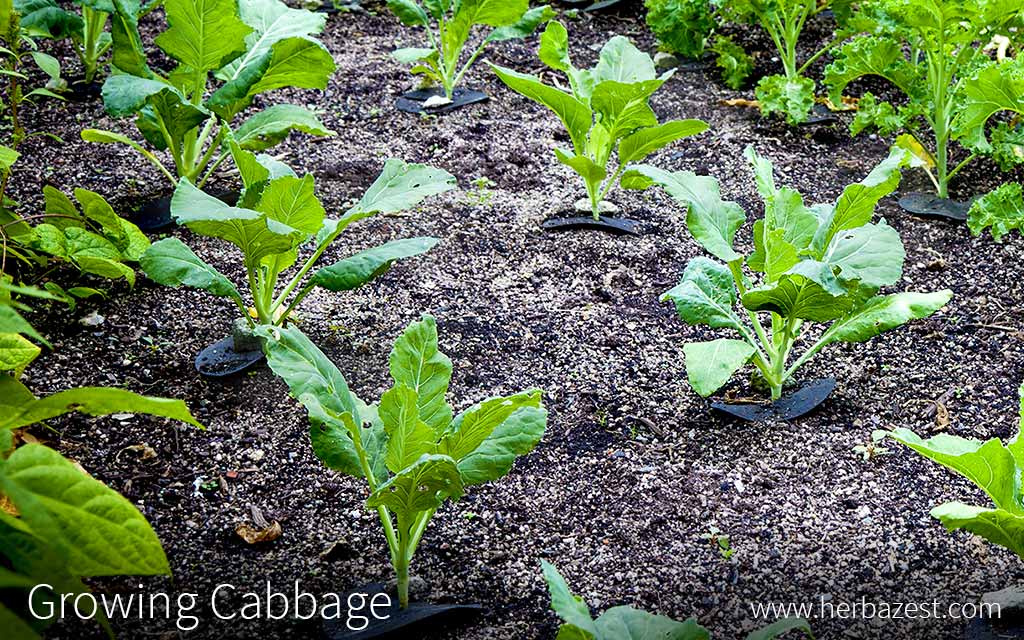 Growing Cabbage