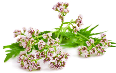 Valeriana