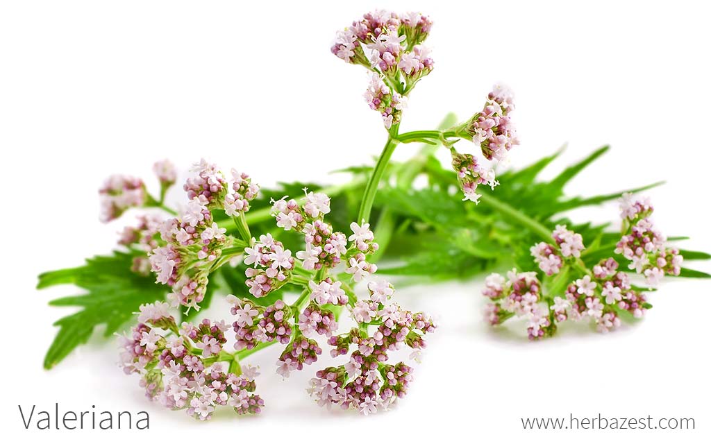 Valeriana