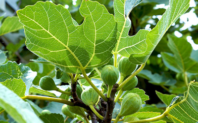 Growing Figs