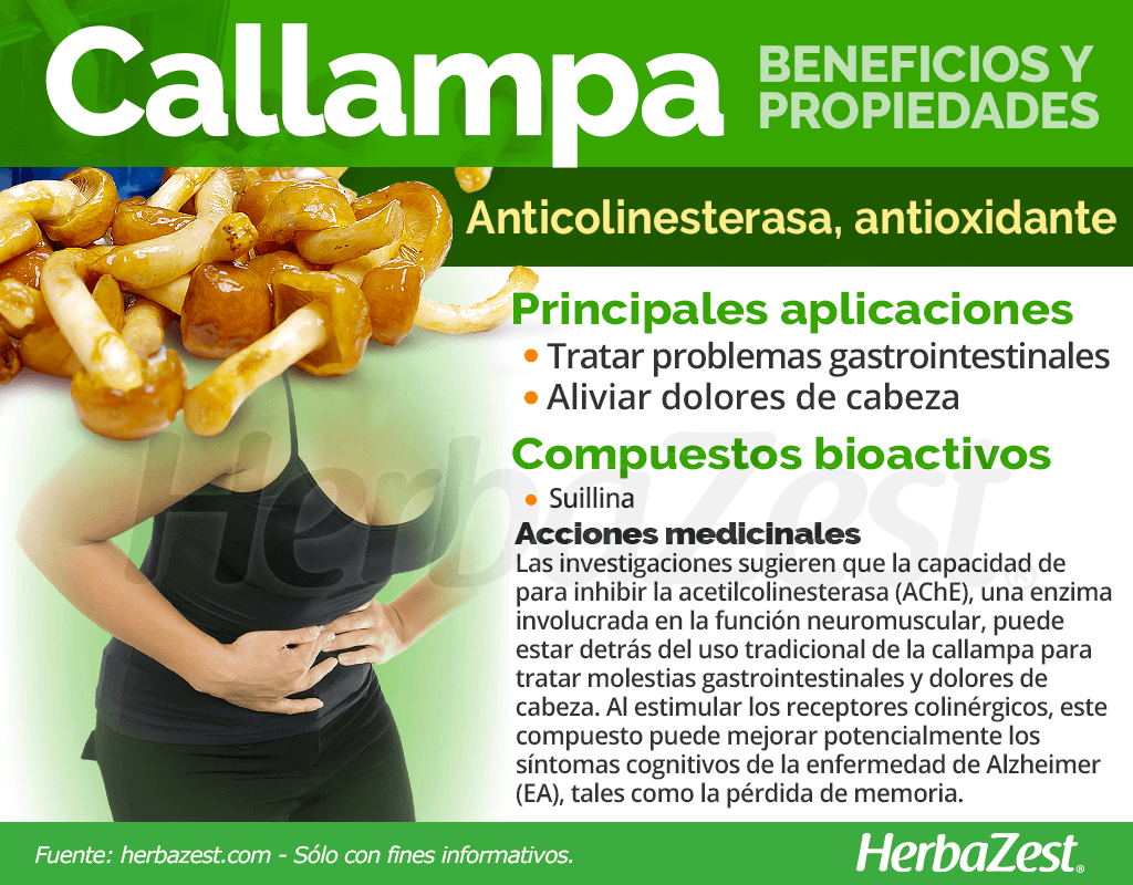 Beneficios y propiedades de la callampa