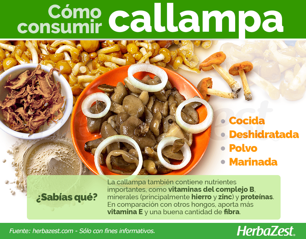 Cómo consumir callampa