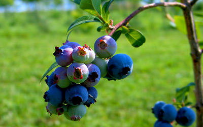 Growing Blueberries