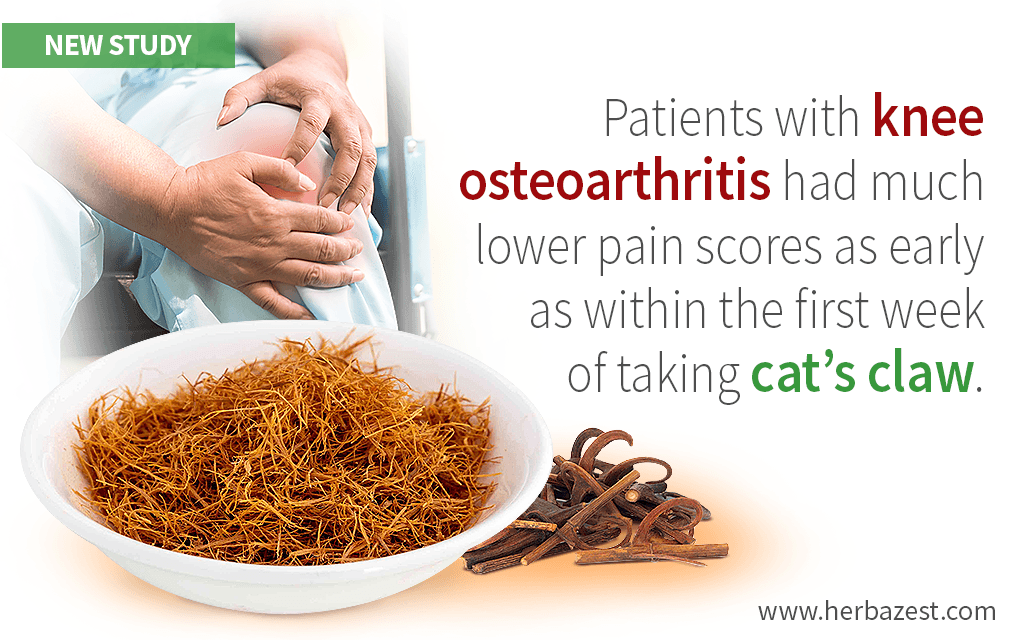 Benefits of Cat's Claw for Osteoarthritis Treatment Confirmed in a Study