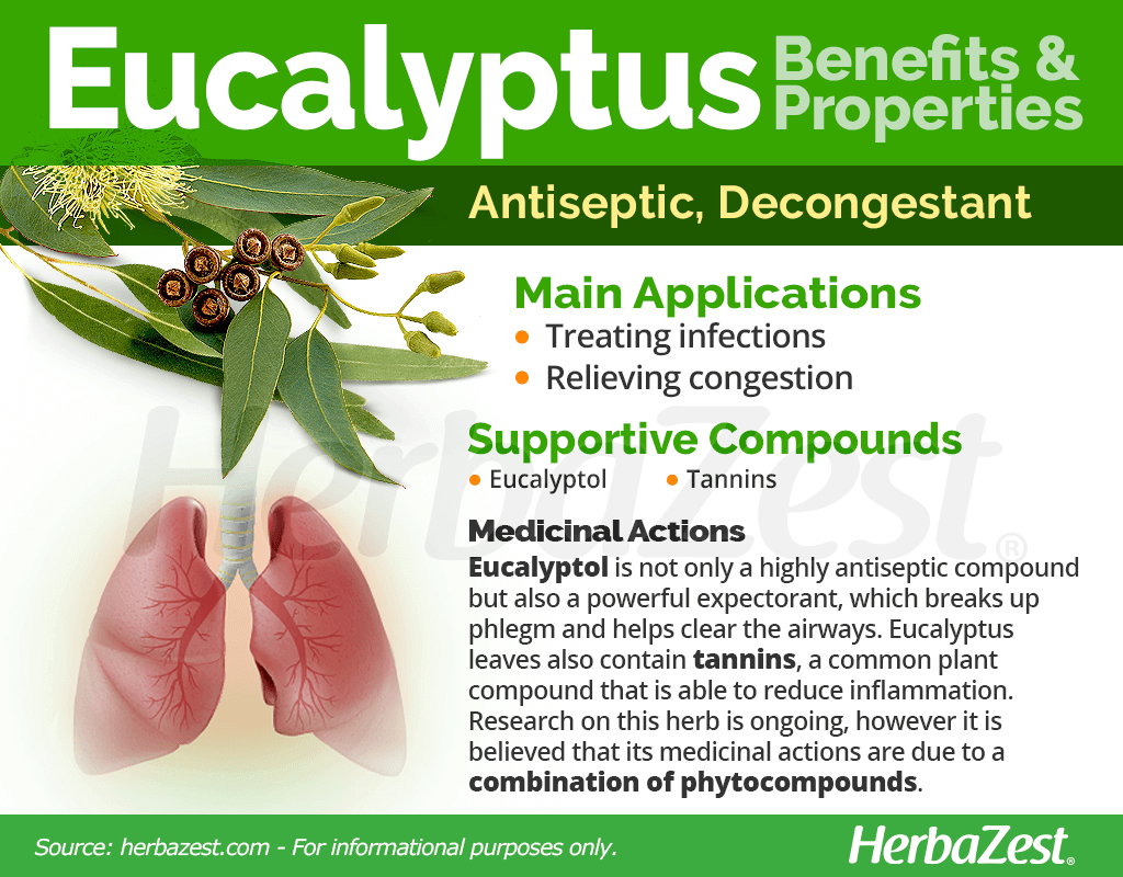 Eucalyptus Benefits and Properties