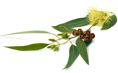 Eucalyptus