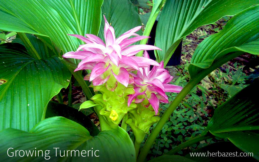 Growing Turmeric