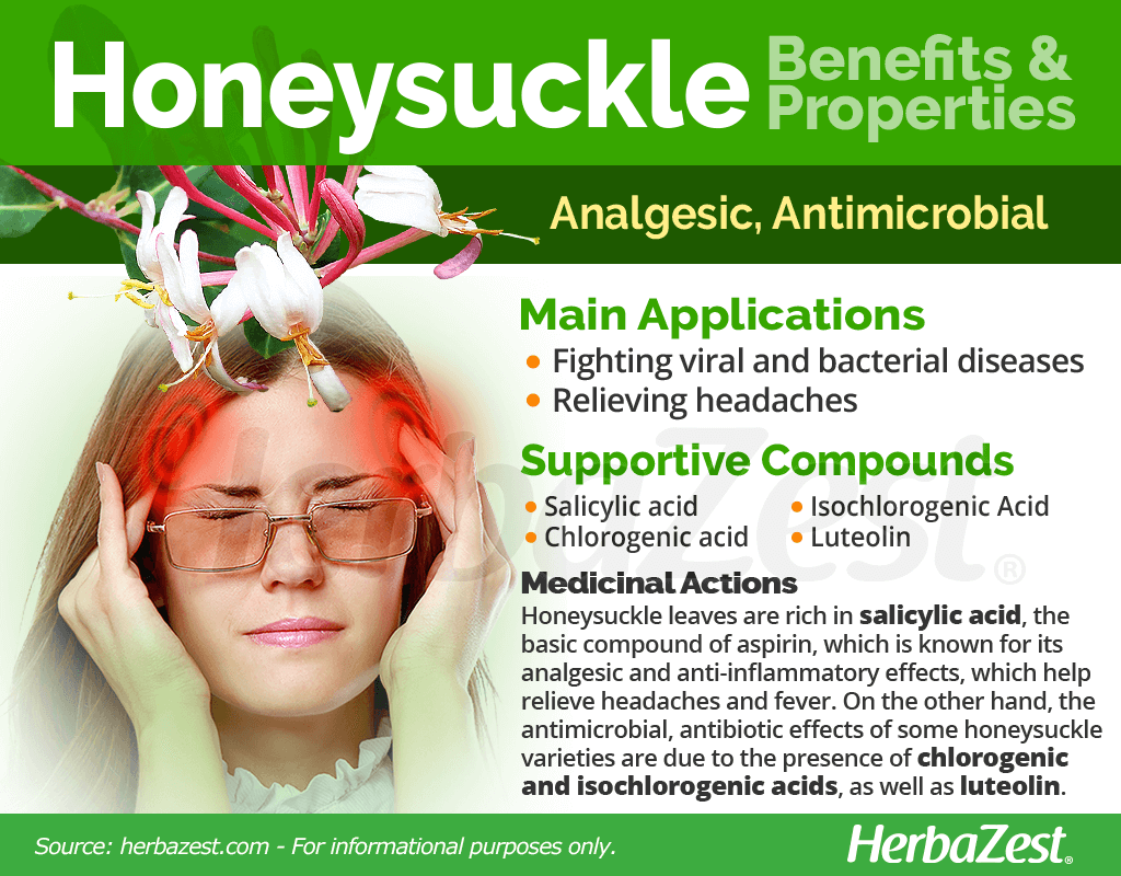 Honeysuckle Benefits & Properties