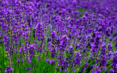 Growing Lavender