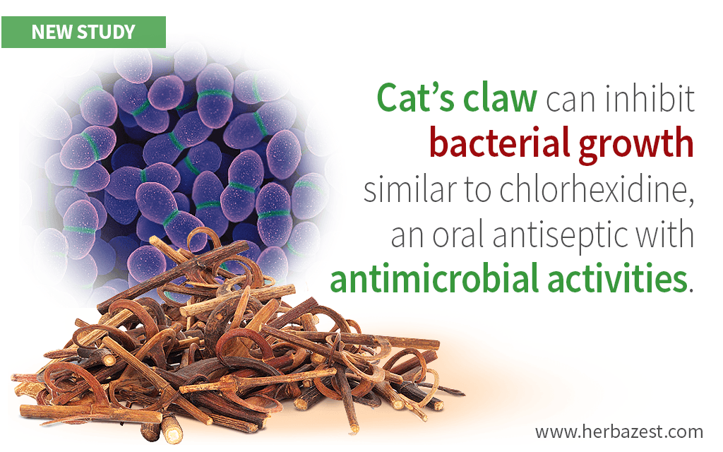 Antimicrobial Properties of Cat's Claw Shown in a Trial