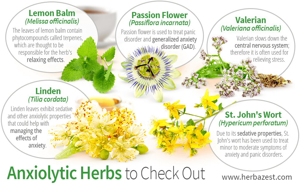 Anxiolytic Herbs to Check Out