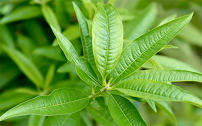Lemon Verbena Shows Promise in Children with ADHD-Like Traits