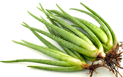 Aloe vera