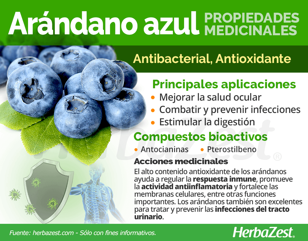 Propiedades medicinales del arándano azul