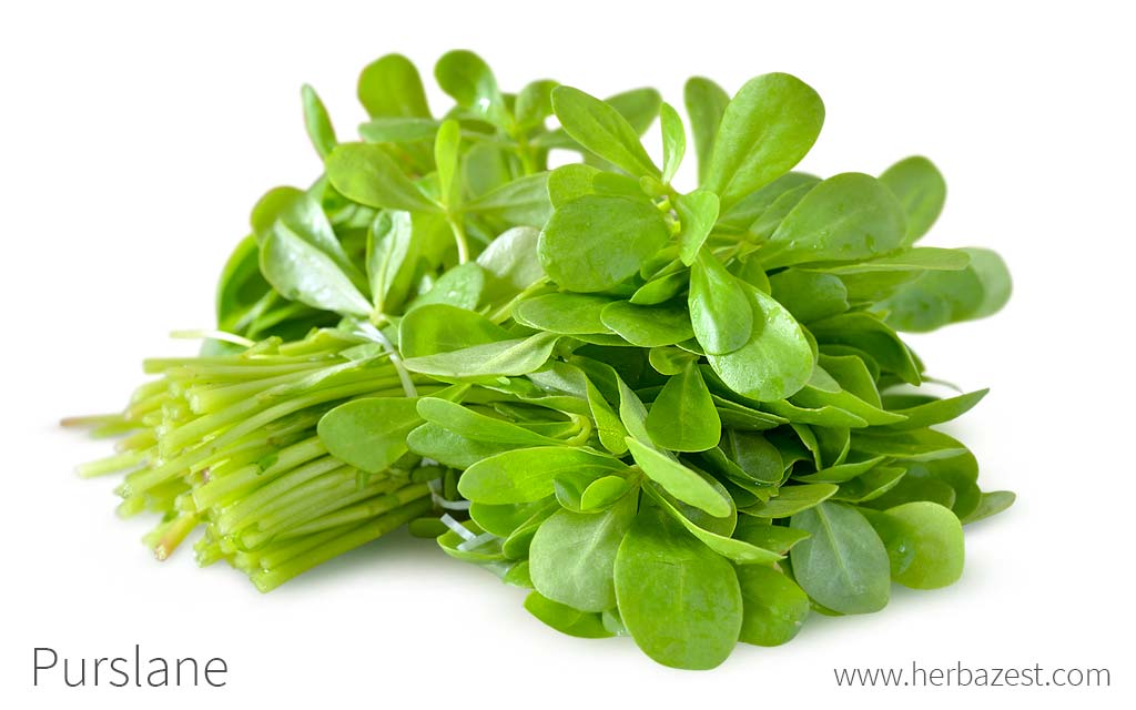 Purslane
