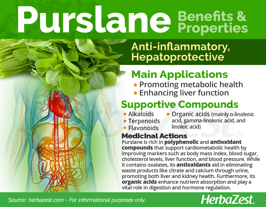 Purslane Benefits and Properties