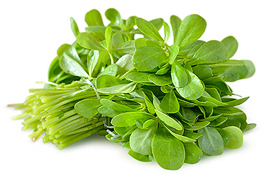 Purslane