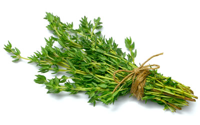 Thyme