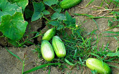 Growing Cucumbers