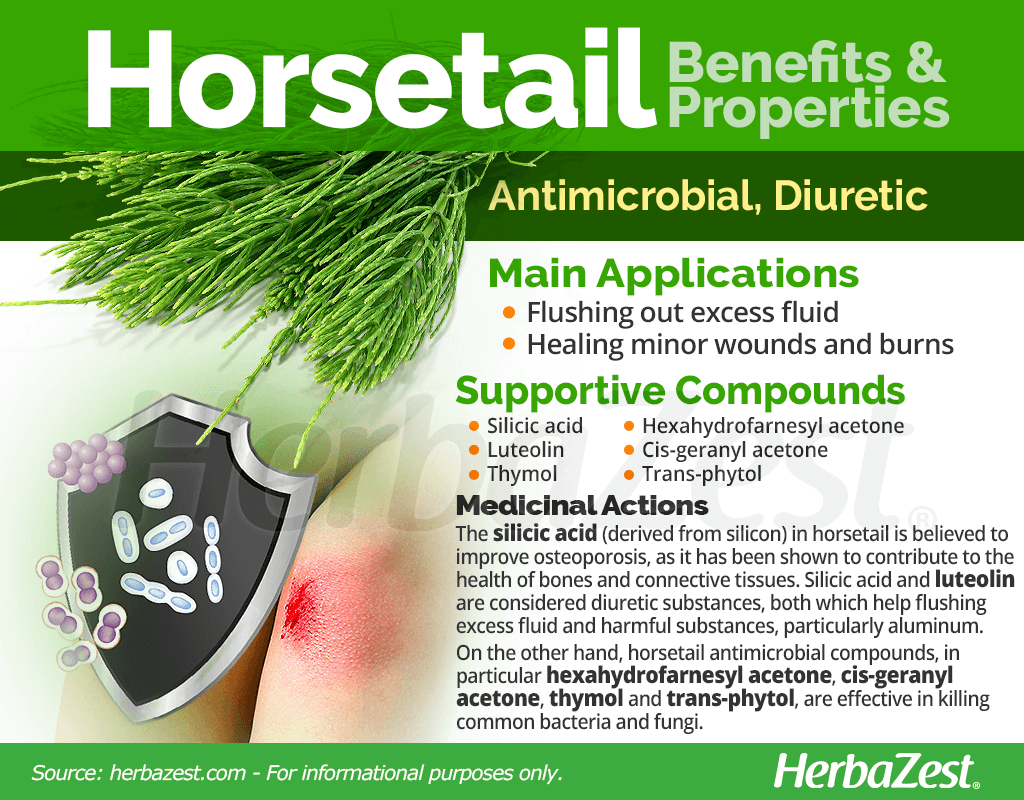 Horsetail Benefits and Properties