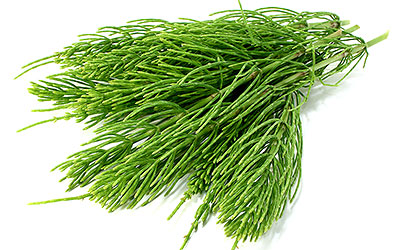 Horsetail