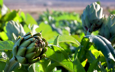 Growing Artichoke